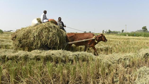 On this farm in Karnal, a farmer claimed that he doesn’t burn crops but feeds it to his cattle mainly because of the government crackdown on stubble burning and how it affects the environment. (Burhaan Kinu / HT PHOTO)