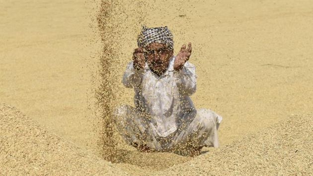 Paddy crop being sorted after harvesting in Karnal, Haryana. A study claims that paddy straw contains around 39 kg of nitrogen, six kg of phosphorus, 140 kg of potassium and around 11 kg of sulphur- lot of which is lost when burnt. (Burhaan Kinu / HT PHOTO)