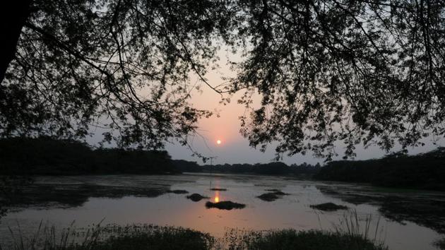 The study was conducted by the Bombay Natural History Society to estimate the population of birds at the park, plan conservation strategy and understand the habitat of water birds at Sultanpur National Park) (Parveen Kumar/HT Photo) The study was conducted by the Bombay Natural History Society to estimate the population of birds at the park, plan conservation strategy and understand the habitat of water birds at Sultanpur National Park) (Parveen Kumar/HT Photo)