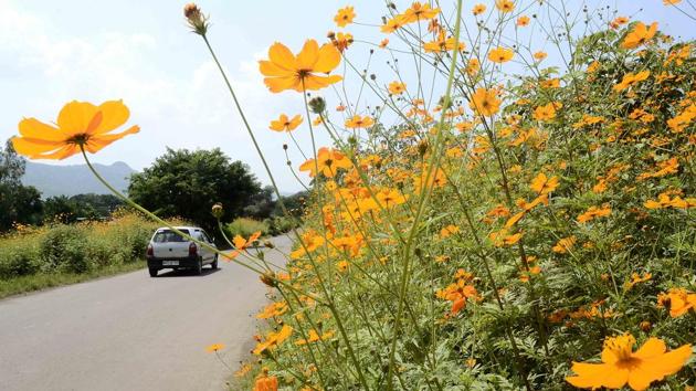 Orange cosmos flower's bloom both side of Kondhanpur road, off Pune - Satara road, near Khed Shivapur. The road goes to Sinhgad fort from Pune - Satara road. (RAVINDRA JOSHI) 