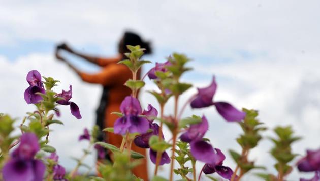 Utricularia Purpurascens flowers at Kaas Pathar in Satara District in Pune. (HT PHOTO) 
