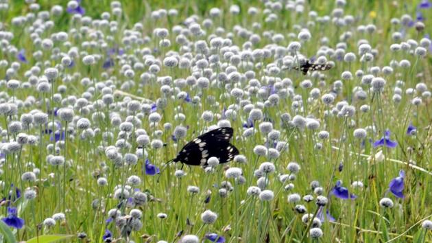 Eriocanlan sedgewikil flowers at Kaas Pathar in Satara District in Pune. (HT PHOTO) 
