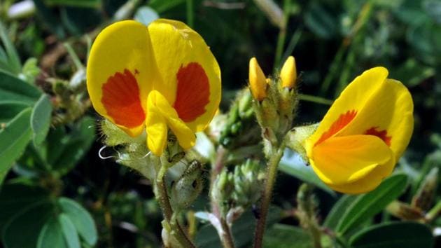 Smithia bigemina flowers, also known as Micky Mouse at Kaas Pathar in Satara District in Pune. (HT PHOTO) 