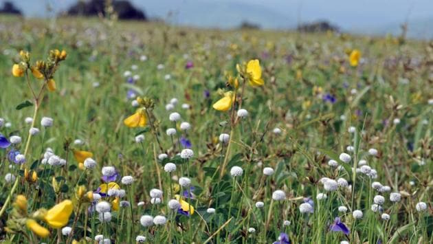 Seneci bombayensis flowers at Kaas Pathar in Satara District in Pune. (HT PHOTO) 