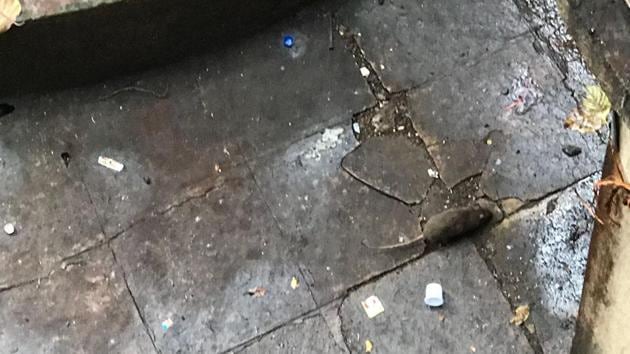 A rat at KEM Hospital in Mumbai. (HT) A rat at KEM Hospital in Mumbai. (HT)