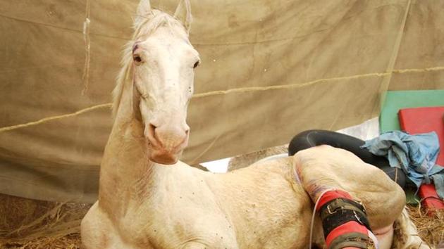 BJP legislator in Uttarakhand Ganesh Joshi was arrested on March 18 last year for allegedly hurting 14-year-old white horse Shaktiman during a party rally. The horse’s hind leg was amputated and a prosthetic leg was fitted but it couldn’t survive and died on April 20.(HT File Photo)