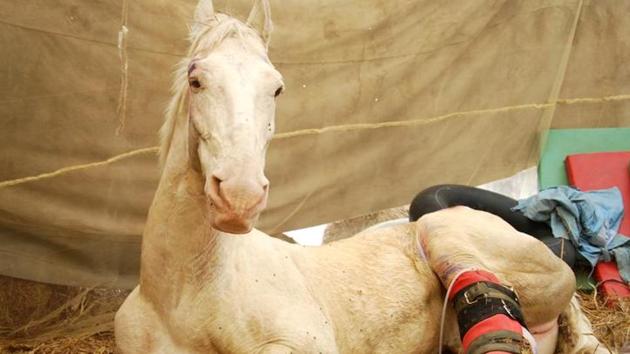 BJP legislator in Uttarakhand Ganesh Joshi was arrested on March 18 last year for allegedly hurting 14-year-old white horse Shaktiman during a party rally. The horse’s hind leg was amputated and a prosthetic leg was fitted but it couldn’t survive and died on April 20. (HT File Photo) BJP legislator in Uttarakhand Ganesh Joshi was arrested on March 18 last year for allegedly hurting 14-year-old white horse Shaktiman during a party rally. The horse’s hind leg was amputated and a prosthetic leg was fitted but it couldn’t survive and died on April 20. (HT File Photo)