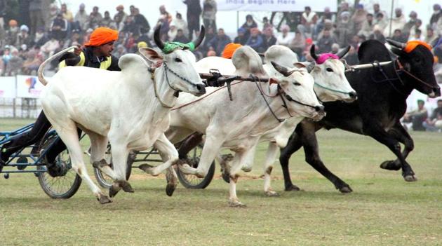 Bullock cart race at Kila Raipur Rural Sports in Ludhiana. (HT File Photo) Bullock cart race at Kila Raipur Rural Sports in Ludhiana. (HT File Photo)