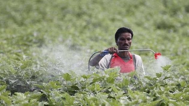 A farmer sprays pesticide in the cotton field at Pandharkawada in Maharashtra.(HT File Photo)