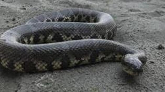 Doctors at JK Lone Hospital in Jaipur said that anti-venom medicines are being given to the children to treat them. (HT File Photo) Doctors at JK Lone Hospital in Jaipur said that anti-venom medicines are being given to the children to treat them. (HT File Photo)