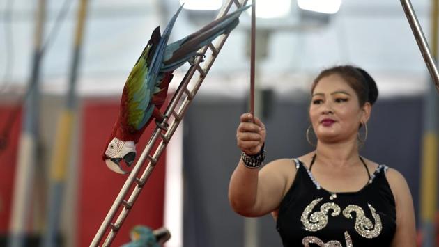 While the Indian government has come down on circuses heavily because of their use of wild animals, especially in the 1998 ban, certain birds and animals still continue to be part of circuses. (Sanchit Khanna / HT PHOTO)
