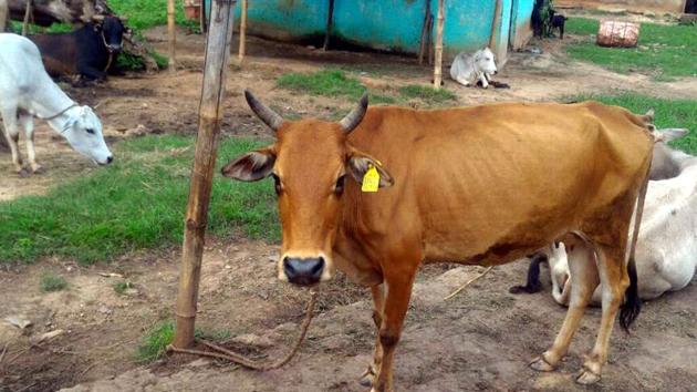 A cow with a tag of Aadhar-like number in Ranchi (HT File Photo) A cow with a tag of Aadhar-like number in Ranchi (HT File Photo)