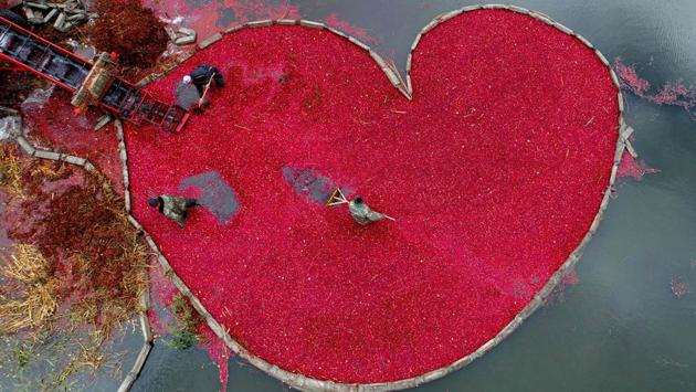 A picture taken with a drone on October 9, 2017 shows Belarusians harvesting cranberries at a farm in the village of Selishche, some 290 km south of Minsk. (Sergei Gapon / AFP) A picture taken with a drone on October 9, 2017 shows Belarusians harvesting cranberries at a farm in the village of Selishche, some 290 km south of Minsk. (Sergei Gapon / AFP)