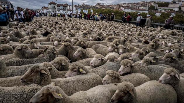 French breeders protest with their animals in Lyon on October 9, 2017 to draw attention to rising wolf attacks on sheep herds and against the agriculture ministry's 2018-2023 ‘wolf plan.’ France's agriculture ministry has said it wants to stop the attacks, though it has not said how. Its new "wolf plan" is set to be negotiated and put into place from early 2018. (Jean- Philippe Ksiazek / AFP) French breeders protest with their animals in Lyon on October 9, 2017 to draw attention to rising wolf attacks on sheep herds and against the agriculture ministry's 2018-2023 ‘wolf plan.’ France's agriculture ministry has said it wants to stop the attacks, though it has not said how. Its new "wolf plan" is set to be negotiated and put into place from early 2018. (Jean- Philippe Ksiazek / AFP)