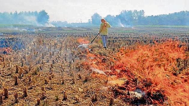 Last year, a total of 2,414 cases of stubble burning were reported in Punjab. (PTI) Last year, a total of 2,414 cases of stubble burning were reported in Punjab. (PTI)