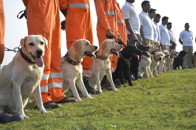 The three female dogs, Tanu, Tina and Channo, which completed their service with the battalion, were put on the auction block at the eighth battalion of the NDRF at Govindpuram in Ghaziabad. (Sakib Ali/HT PHOTO) The three female dogs, Tanu, Tina and Channo, which completed their service with the battalion, were put on the auction block at the eighth battalion of the NDRF at Govindpuram in Ghaziabad. (Sakib Ali/HT PHOTO)