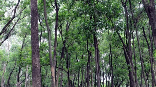 A conservation movement started by local NGOs and villagers in Jhabua district of Madhya Pradesh four years ago  helps revive village forests. (HT file photo for representational purpose only)