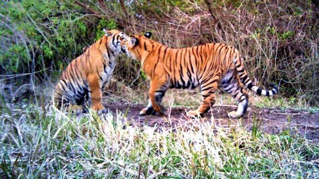 A pair of tigers play inside a tiger reserve.(File Photo/Representative image)