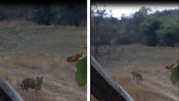 The tiger approaching the machan; and (right) turning tail and bolting from the spot. (VIDEO GRABS/JYOTI RANDHAWA) The tiger approaching the machan; and (right) turning tail and bolting from the spot. (VIDEO GRABS/JYOTI RANDHAWA)