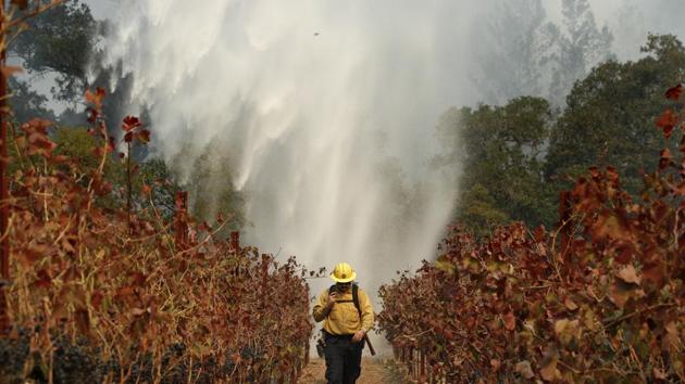Firefighter Chris Oliver walks between grape vines as a helicopter drops water over a wildfire burning near a winery Saturday, Oct. 14, 2017, in Santa Rosa, California. Fire crews made progress this week in their efforts to contain the massive wildfires in California wine country, but officials say strong winds are putting their work to the test. (AP Photo)