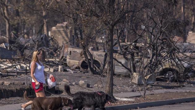 A woman walks dogs through the fire-devastated Coffey Park neighborhood on October 14, 2017 in Santa Rosa, California. (AFP Photo)
