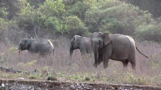 The 50-year-old elephant, eldest among the three-member group, used to be seen at villages on the eastern flank of Dehradun forest division till a month ago. (HT Photo) The 50-year-old elephant, eldest among the three-member group, used to be seen at villages on the eastern flank of Dehradun forest division till a month ago. (HT Photo)