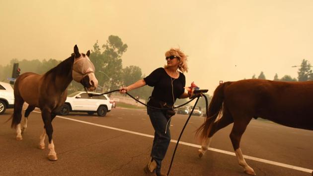 A woman evacuates horses as strong Santa Ana winds blow fire and smoke from the Canyon 2 Fire toward them in Orange, California. (AFP Photo)