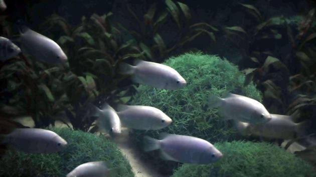 A species of fish wades through one of the large display tanks. (HT PHOTO) 