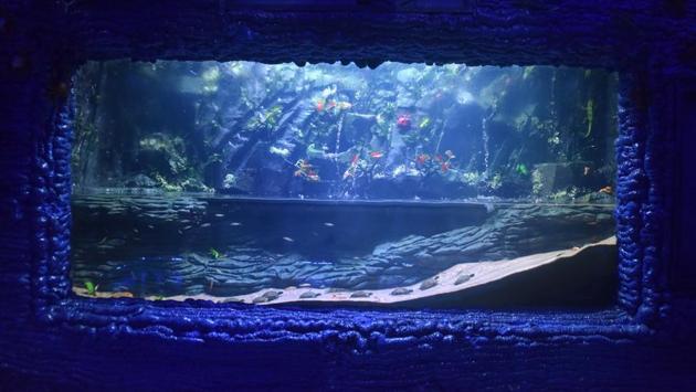 The tanks are made in such a way that the white light inside the tank illuminates it so as to easily spot fishes. (Pratham Gokhale/HT Photo) 