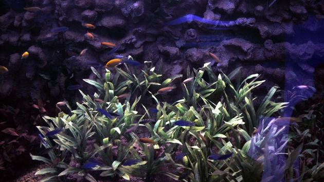 The aquariums also feature some vegetation to give it a more authentic look. (HT PHOTO) 