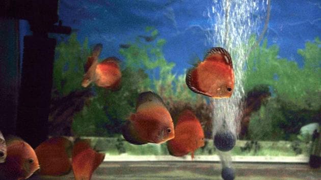 Fishes in one of the displays flock together. (HT PHOTO) 