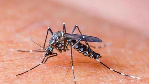 Dengue and malaria are spread by Aedes Aegypti mosquito (FILE) Dengue and malaria are spread by Aedes Aegypti mosquito (FILE)