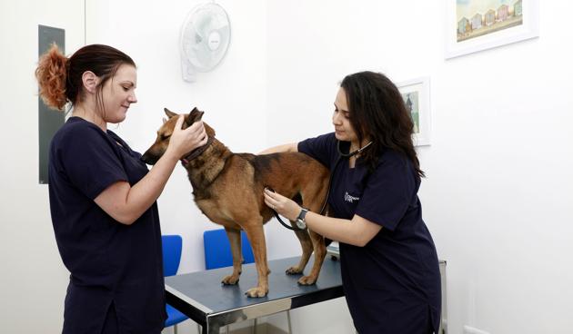 Crown Vet provides a complete pet care in the city at Kalyaninagar in Pune, India, on Monday, October 16, 2017. (Rahul Raut/HT PHOTO)