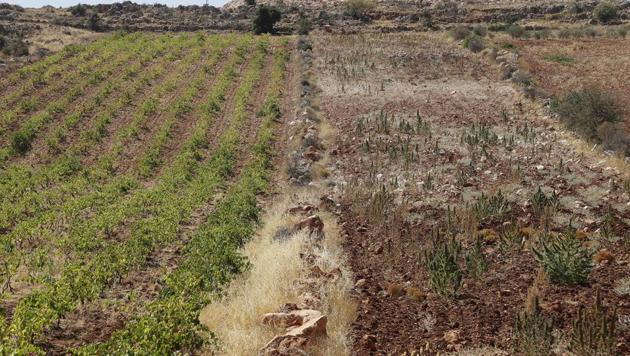 A vineyard planted next to a cannabis field (R) in Beakaa Valley. (AFP) A vineyard planted next to a cannabis field (R) in Beakaa Valley. (AFP)