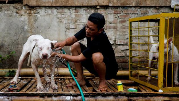 Dog breeder Agus Badud washes his dog at his house in Cibiuk village of West Java province. Badud keeps 40 dogs who participate in fights in these contests. ‘I take part in this contest to increase the selling price and economic value of my dogs, and it would be useless for me as a breeder if I did not participate in a contest like this,’ he said. (Beawiharta / REUTERS)