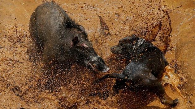 A wild boar is pitted against a dog during a contest, known locally as ‘adu bagong’ (boar fighting), in Cikawao village of Majalaya, West Java province, Indonesia. The gory spectacle in this remote part of the Javanese province has been on since the 1960s, evolving from a simple measure against crop pests into a lucrative sport. (Beawiharta / REUTERS)