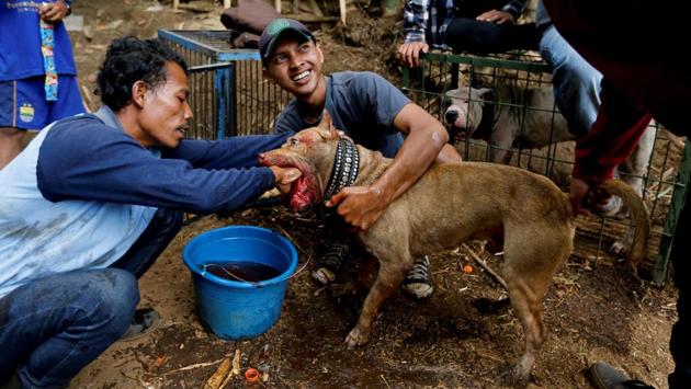 A dog-handler cleans blood from his dog which bit a boar during a fight. Participants say the contests test the agility and hunting abilities of the dogs. If a boar survives a fight, once healed it will be returned to the arena to fight another day. If not, it will be butchered and sold for meat. (Beawiharta / REUTERS)