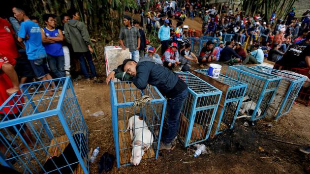 A dog-handler leans on a dog cage during a fight contest between dogs and captured wild boars, in Cikawao village, Indonesia. The origins of this tradition were simple --as recourse to surging wild pig numbers decades ago in the area with locals resorting to hunting them to protect crops. (Beawiharta / REUTERS)
