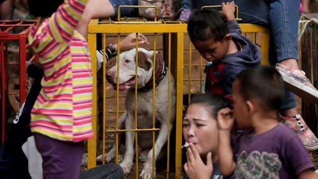 Dog breeder Agus Badud’s family sit near the cage of their dog during a boar fighting contest. Participants told Reuters the fights were a way to preserve a tradition of hunting in the area. While dog owners pay anywhere from 200,000 rupiah to 2 million rupiah ($15 to $150) to enter the fights depending on the size of their dog, there’s also a cash prize of up to $2,000 for the winning dog. (Beawiharta / REUTERS)