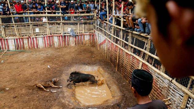 Villagers watch a fight in progress between a dog and captured wild boar from a protective bamboo stage. Not surprisingly, animal rights activists are up in arms against the regular spectacle. ‘It is a criminal act against animals,’ said Indonesian animal rights activist Marison Guciano. (Beawiharta / REUTERS)