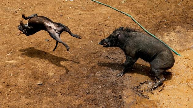 Photos: Gory death matches pit wild boars against dogs in Indonesia ...