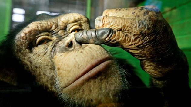 Anfisa, a twelve-year-old female chimpanzee, picks its nose at the Royev Ruchey Zoo in a suburb of the Siberian city of Krasnoyarsk, Russia. (Ilya Naymushin / REUTERS)