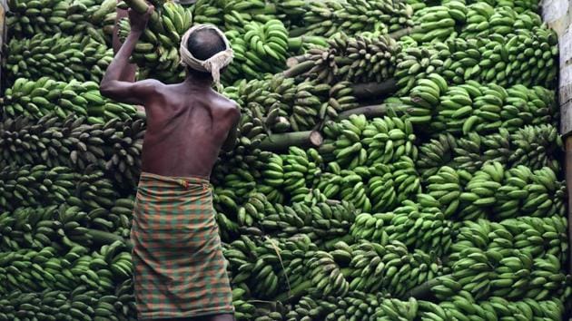 An Indian fruit vendor loads bananas on to a truck at the Daranggiri banana market in the Goalpara district, Assam. The banana market is the largest one in Asia and supplies bananas to the states of Bengal and Bihar, as well as to Nepal, Bangladesh and Bhutan. (Biju Boro / AFP) An Indian fruit vendor loads bananas on to a truck at the Daranggiri banana market in the Goalpara district, Assam. The banana market is the largest one in Asia and supplies bananas to the states of Bengal and Bihar, as well as to Nepal, Bangladesh and Bhutan. (Biju Boro / AFP)