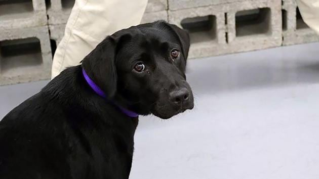 An undated handout photo from the Central Intelligence Agency (CIA) website shows Lulu the labrador, a former bomb-sniffing dog recruit. (AFP Photo) An undated handout photo from the Central Intelligence Agency (CIA) website shows Lulu the labrador, a former bomb-sniffing dog recruit. (AFP Photo)