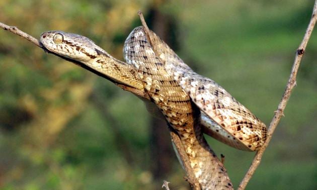 Rare Species Of Cat Snake Spotted In Rawatbhata In Rajasthan Hindustan Times Forstens cat snake mildly venomous इस के काटने से इंसान नहीं मरते हैं. rare species of cat snake spotted in
