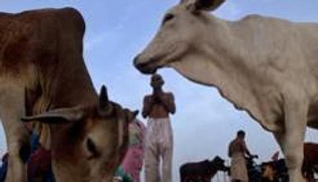 Cow is an emotive issue in BJP-ruled states, with vigilantes targeting those engaged in their trade and slaughter. (AP) Cow is an emotive issue in BJP-ruled states, with vigilantes targeting those engaged in their trade and slaughter. (AP)