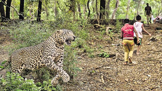 A scene of the leopard attacks recreated with a stuffed leopard. (Satish Bate/HT Photo) A scene of the leopard attacks recreated with a stuffed leopard. (Satish Bate/HT Photo)