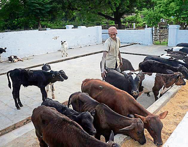 Rajasthan has about 84 lakh milch cows. State agriculture minister Prabhu Lal Saini says the Rajasthan Bovine Breeding (Regulation of Production and Sale of Bovine Semen and Artificial Insemination Services) Bill, once becomes an Act, will help regulate private insemination services for improving cattle breeds.(Agency photo)