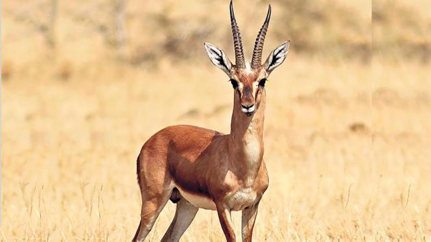 The chinkara continues to face threats by poachers in western Rajasthan.(HT Photo)