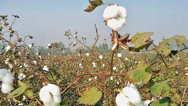 Sale of unapproved and fake cotton seeds has been reported from cotton growing states like Telangana, Andhra Pradesh, Karnataka and Maharashtra. (HT File) Sale of unapproved and fake cotton seeds has been reported from cotton growing states like Telangana, Andhra Pradesh, Karnataka and Maharashtra. (HT File)